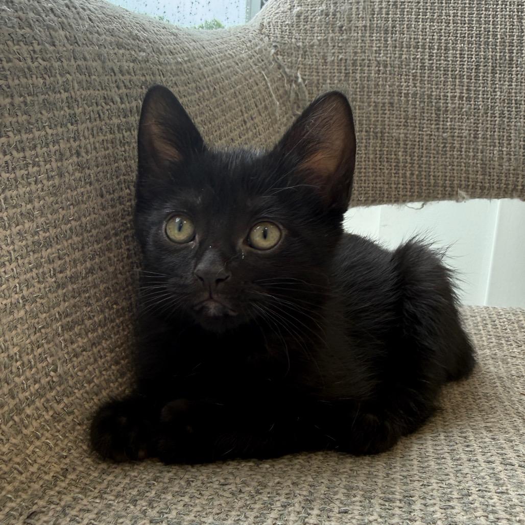 Enlarge Lala, a Adoptable Domestic Short Hair in Wheeling, IL image 1/1