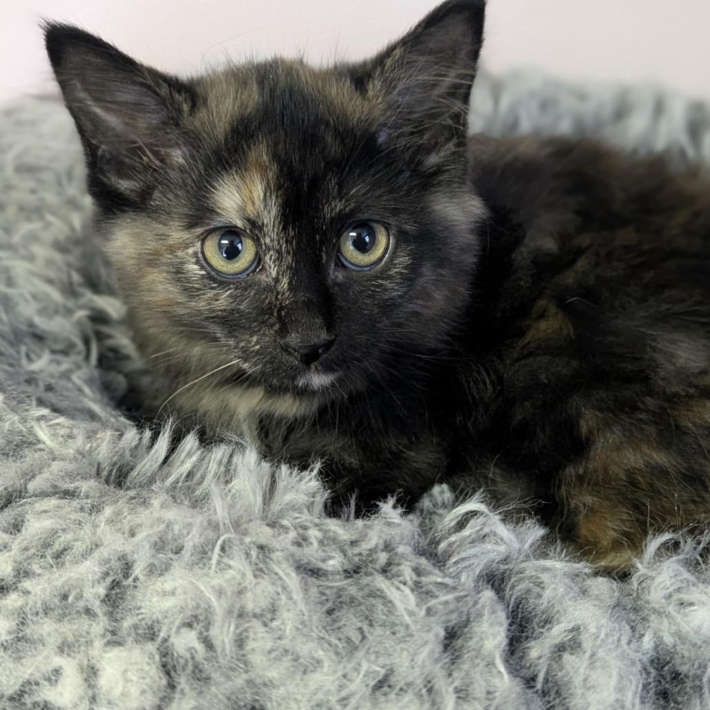 Enlarge Edna, a ADOPTABLE Domestic Short Hair in Fenton, MI image 1/1