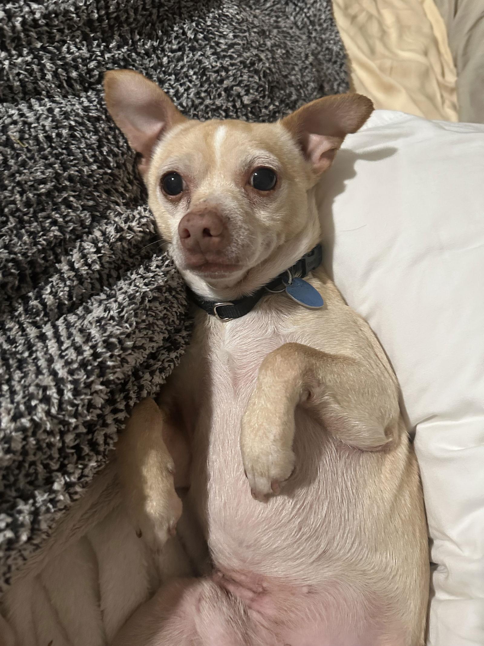 Enlarge Blanco, a Adopted Chihuahua in San Francisco, CA image 1/3