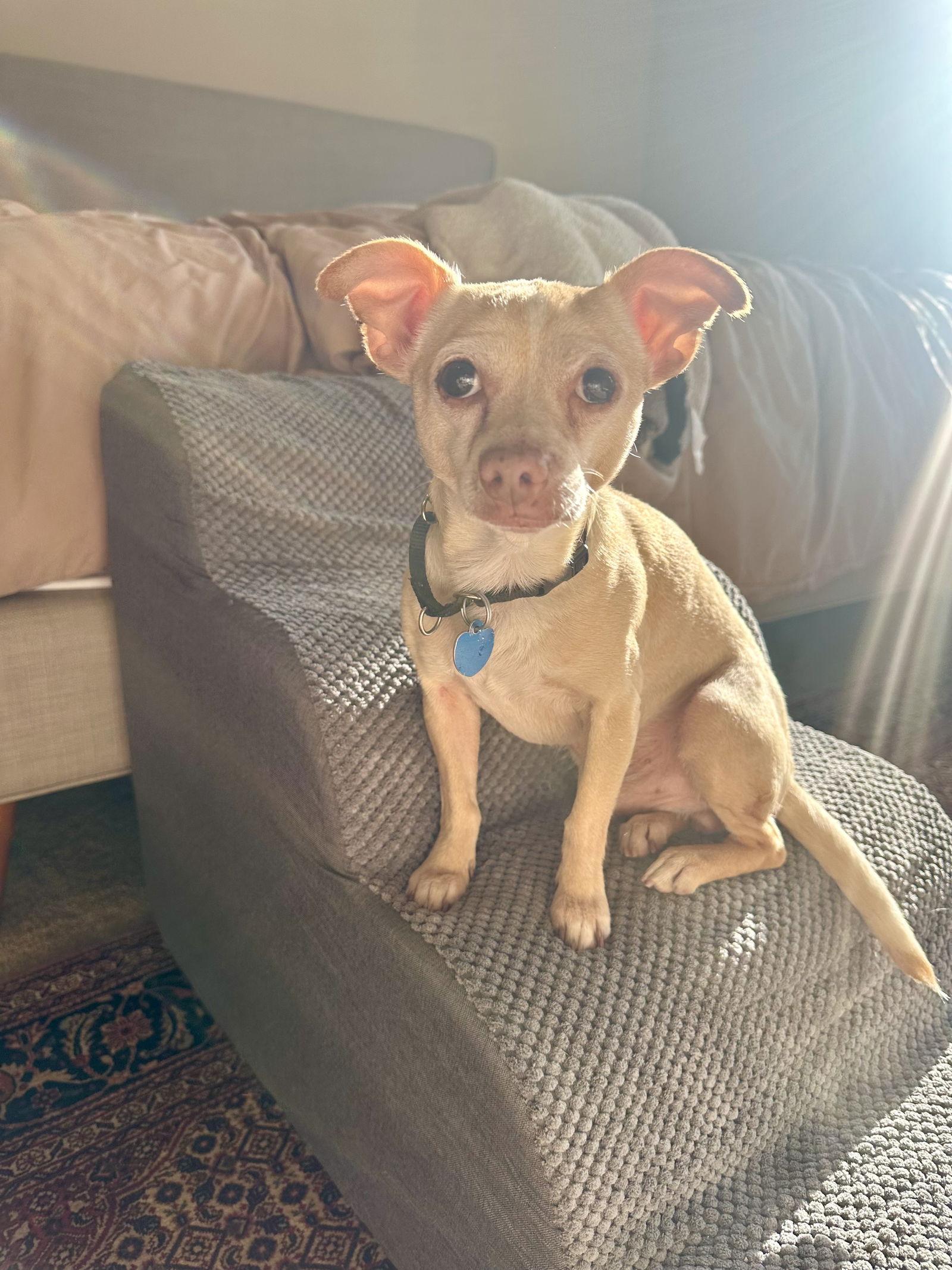 Enlarge Blanco, a Adopted Chihuahua in San Francisco, CA image 2/3