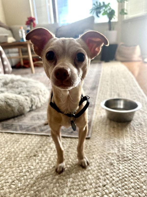 Enlarge Blanco, a Adopted Chihuahua in San Francisco, CA image 3/3
