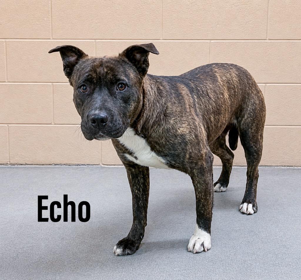 Enlarge Echo, a Adoptable mixed breed in Clearfield, KY image 1/1