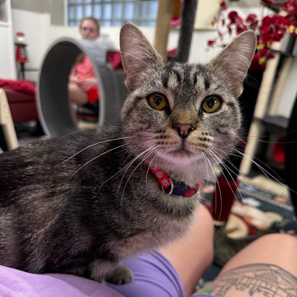 Molly, adoptable, Young Female Domestic Short Hair.