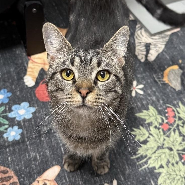 Enlarge Molly, an adoptable Domestic Short Hair in Bridgeville, PA image 1/2