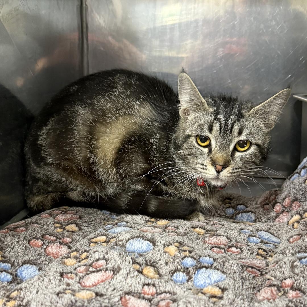 Molly, ADOPTABLE, Kitten Female Domestic Short Hair.
