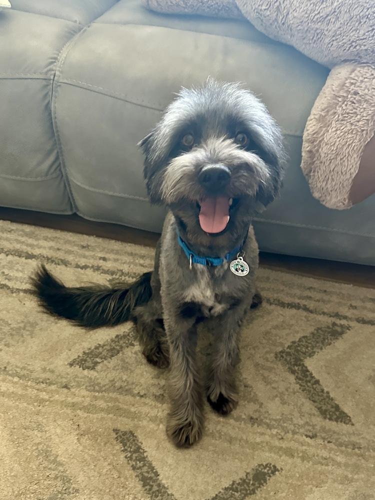 Otto, Adoptable, Adult Male Terrier.