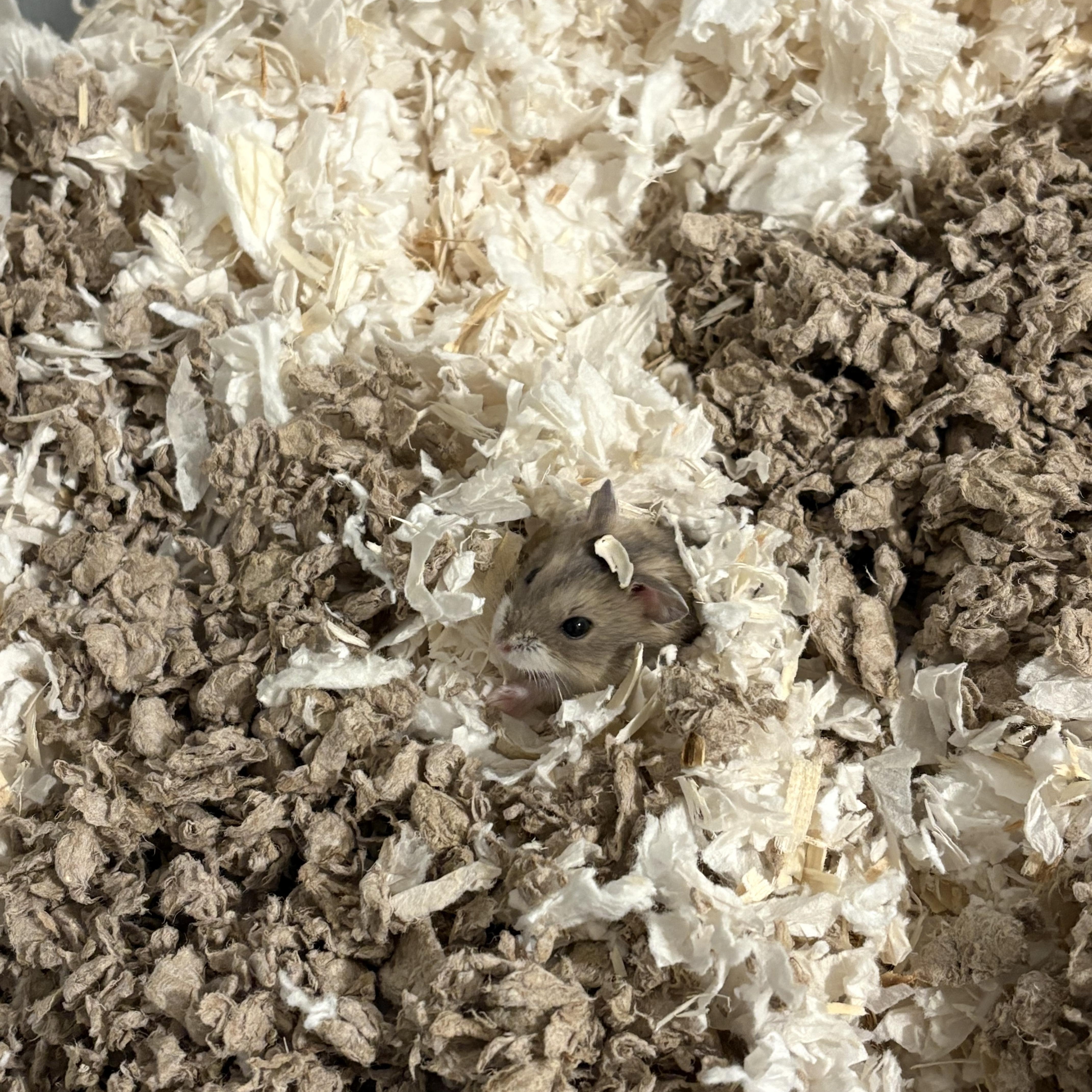 Victor, ADOPTABLE, Baby Male Dwarf Hamster & Hamster.