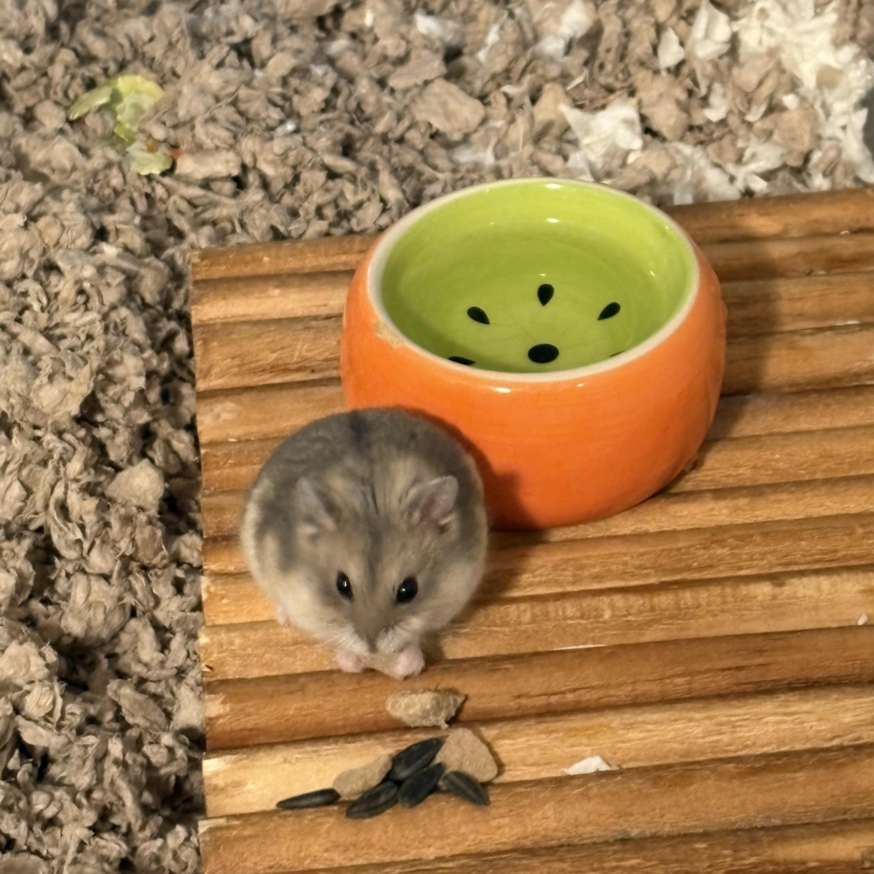 Enlarge Victor, a ADOPTABLE mixed breed in Irvine, CA image 4/4