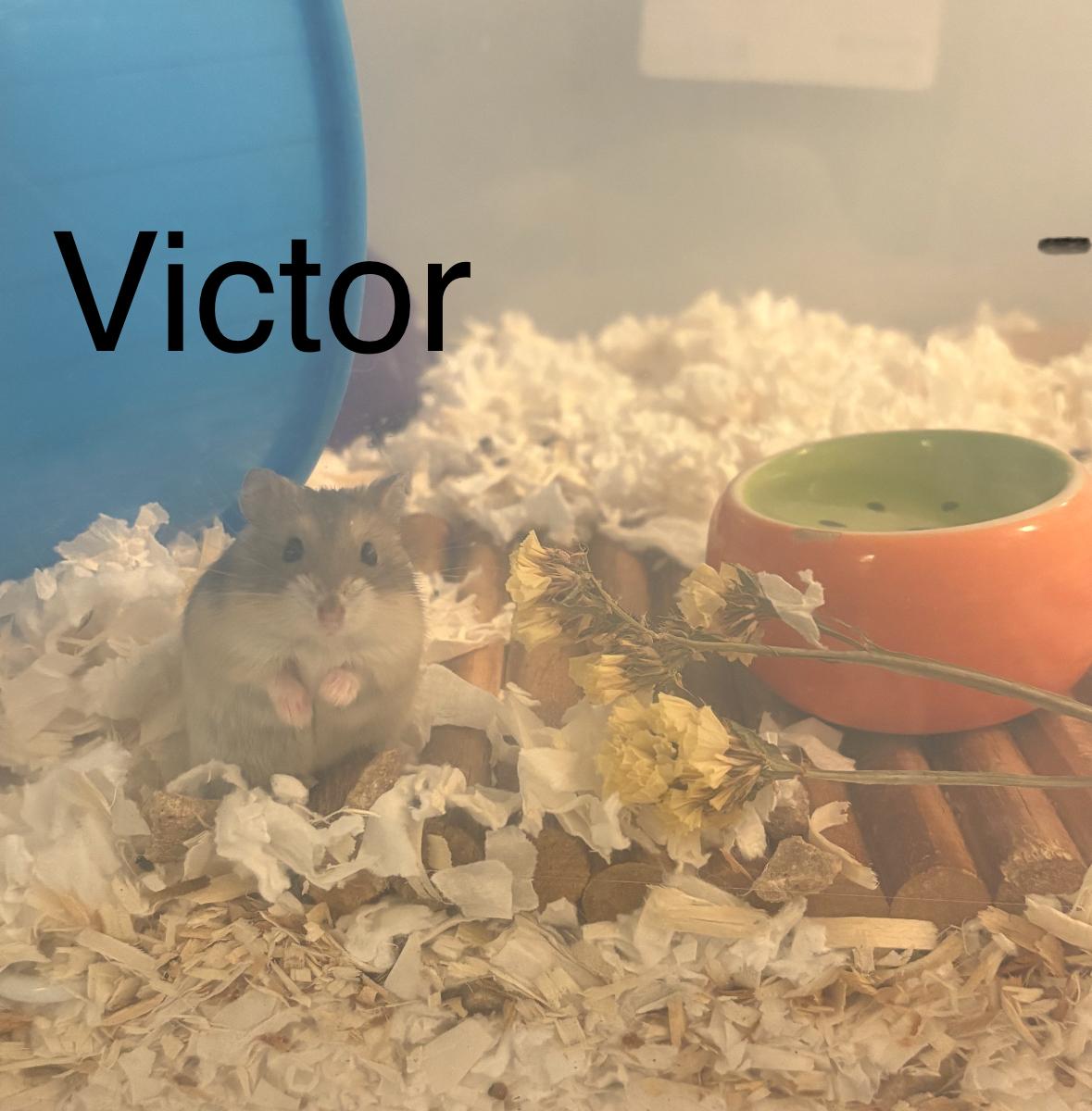 Enlarge Victor, a ADOPTABLE mixed breed in Irvine, CA image 3/4