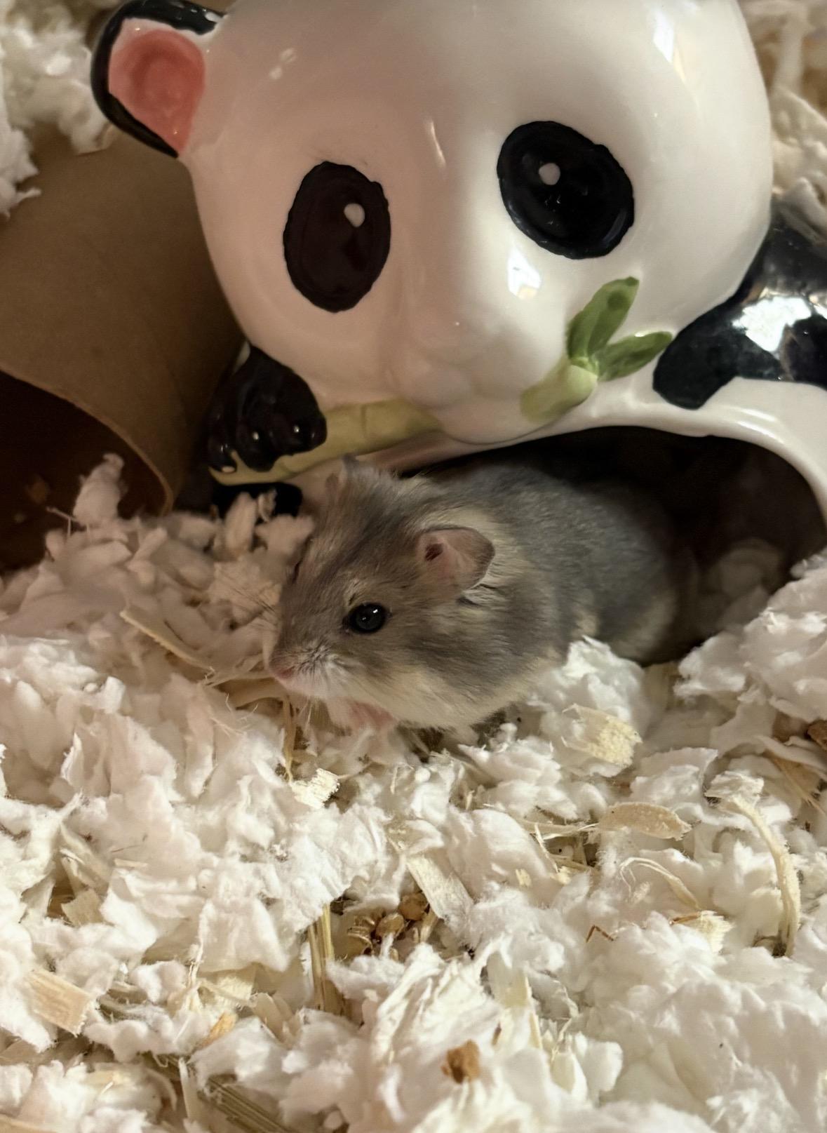 Victor, ADOPTABLE, Young Male Dwarf Hamster & Hamster.