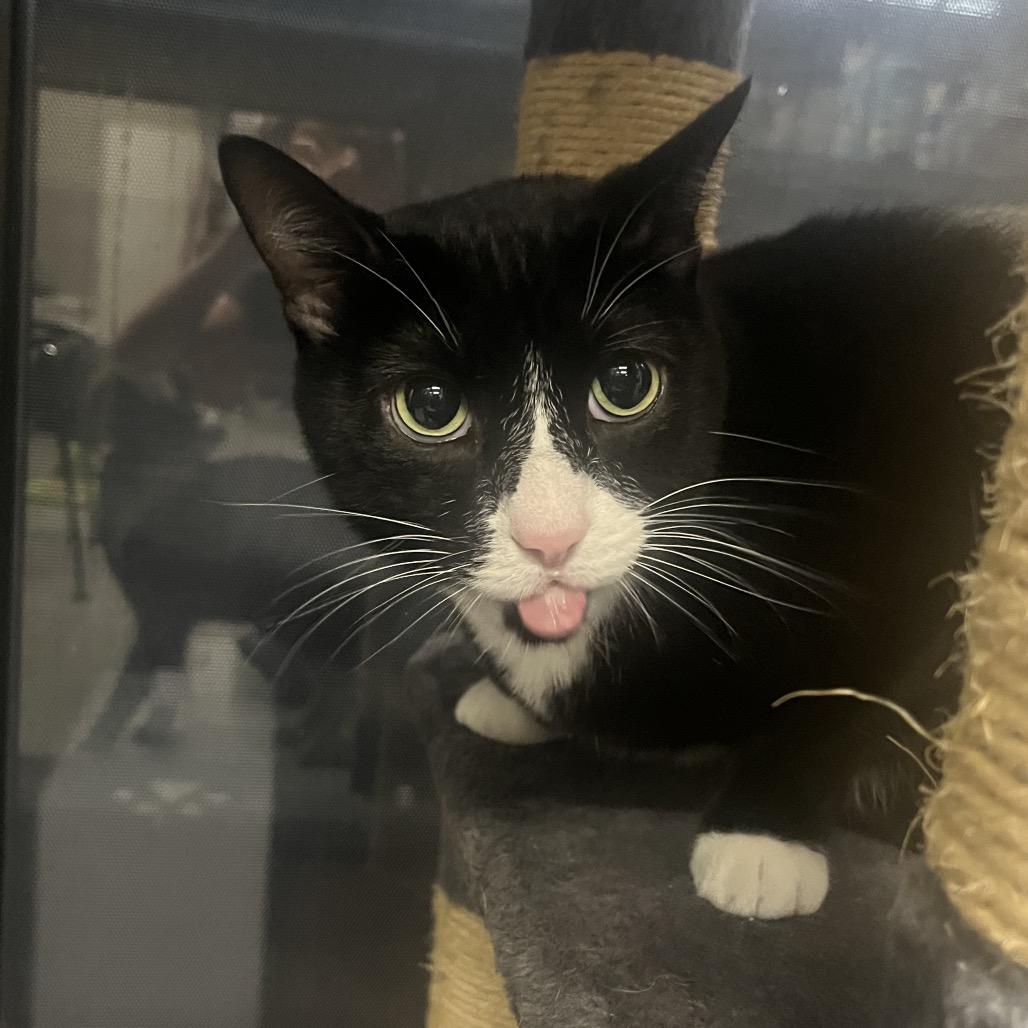 Peter & Paul, Adoptable, Adult Male Domestic Short Hair.