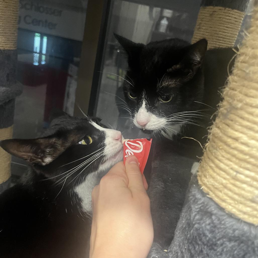 Enlarge Peter & Paul, a Adoptable Domestic Short Hair in Hinsdale, IL image 2/5