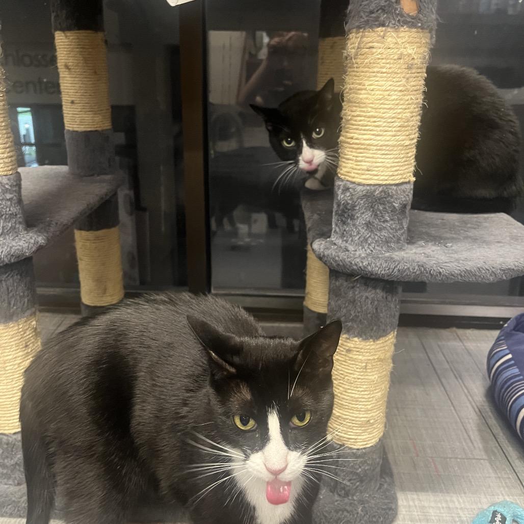 Enlarge Peter & Paul, a Adoptable Domestic Short Hair in Hinsdale, IL image 4/5
