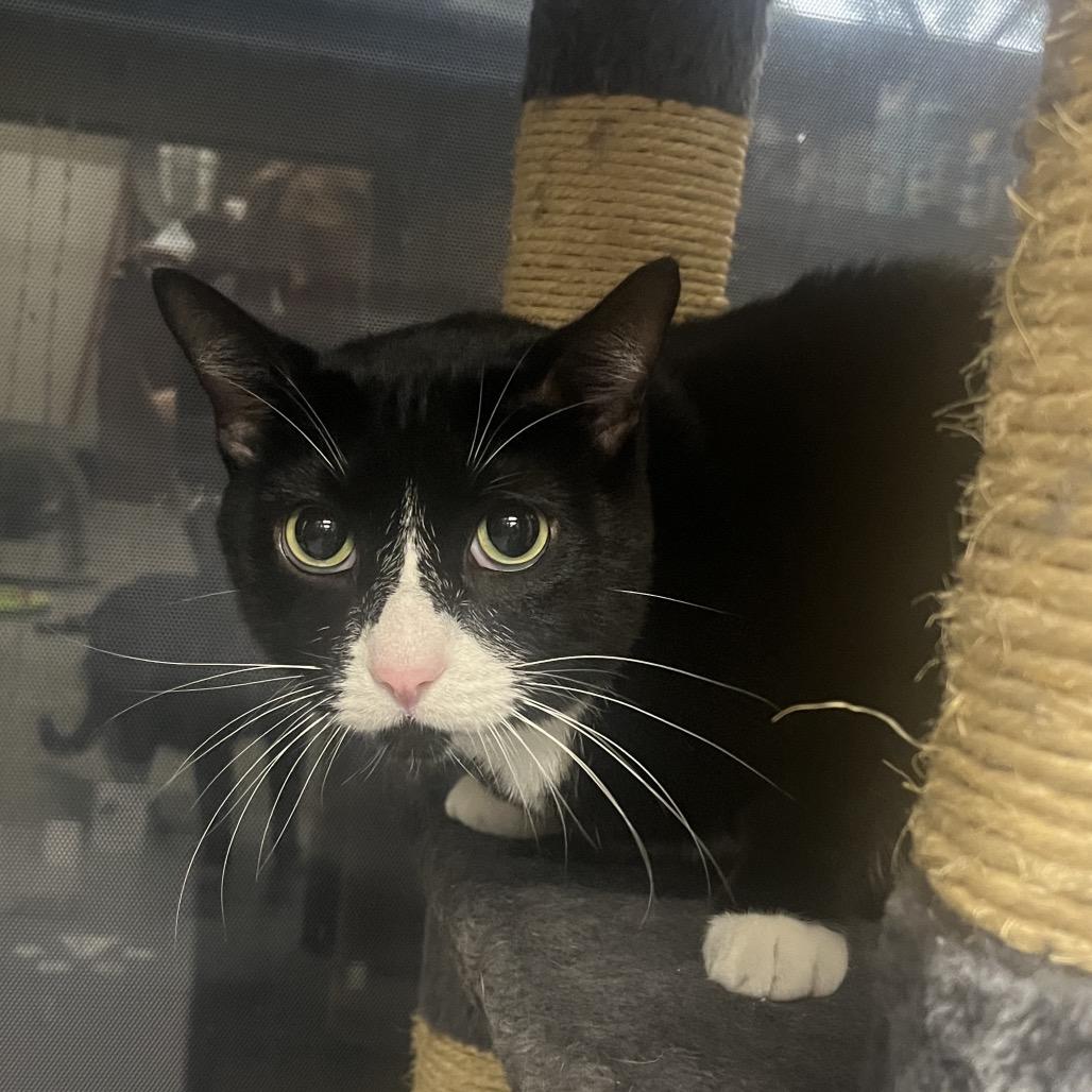 Enlarge Peter & Paul, a Adoptable Domestic Short Hair in Hinsdale, IL image 5/5