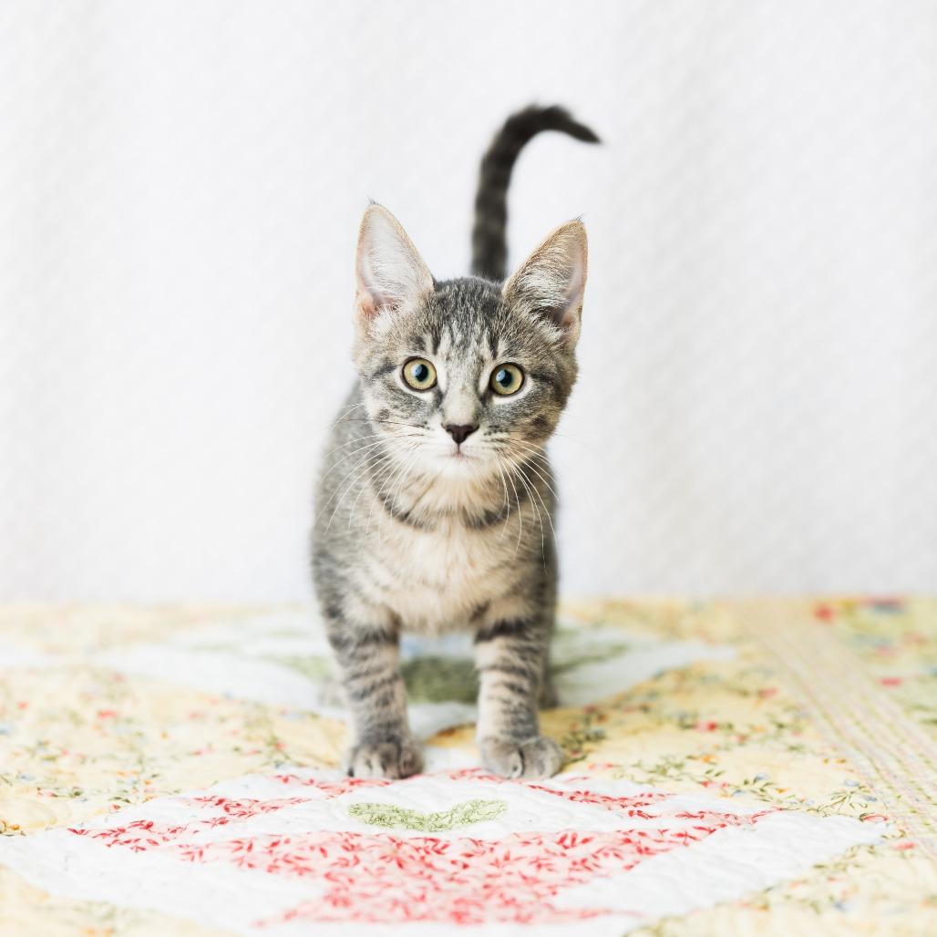 Chanell, Adoptable, Kitten Female Domestic Short Hair.