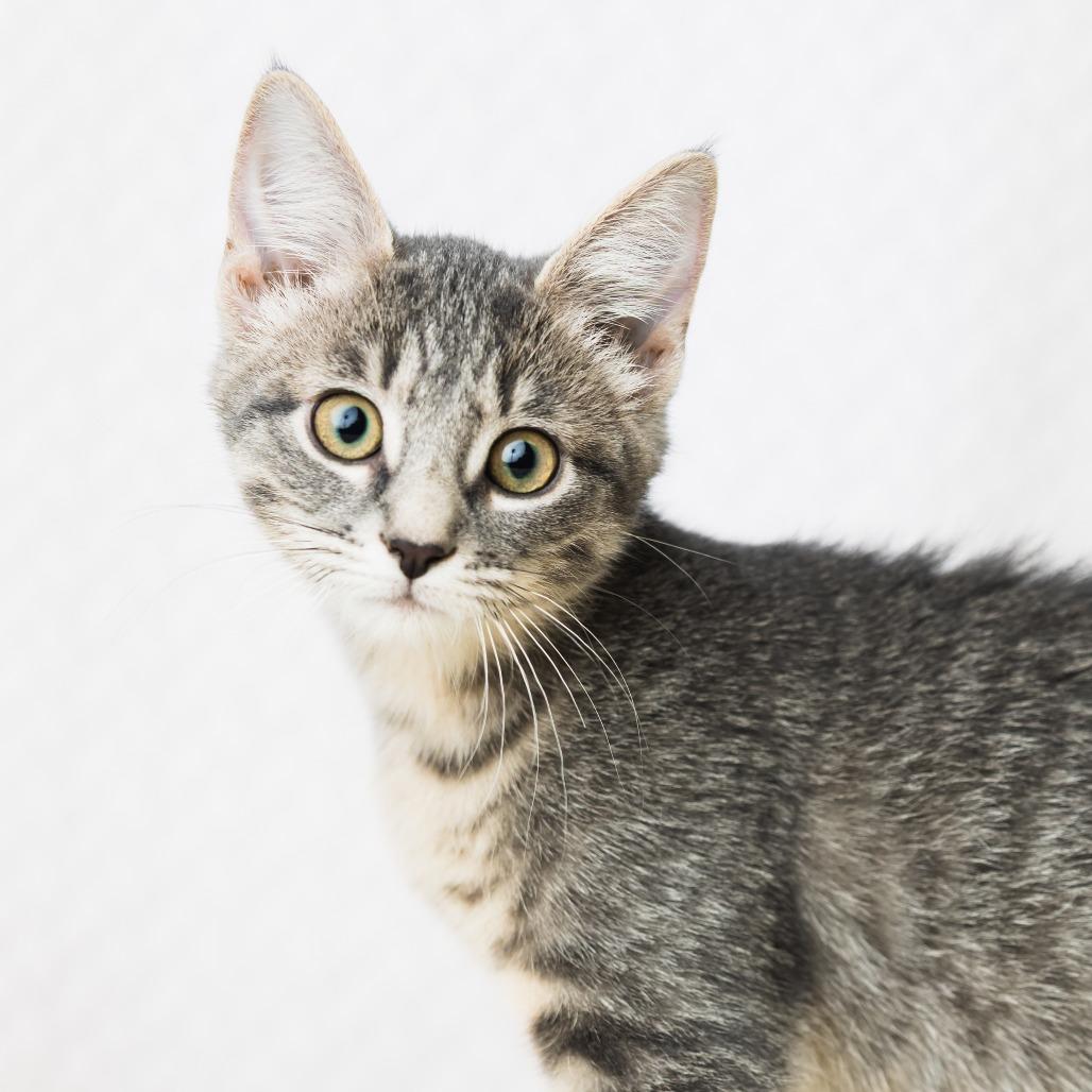 Enlarge Chanell, a Adoptable Domestic Short Hair in St. Paul, MN image 2/4