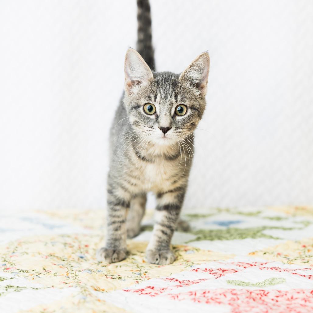 Enlarge Chanell, a Adoptable Domestic Short Hair in St. Paul, MN image 3/4