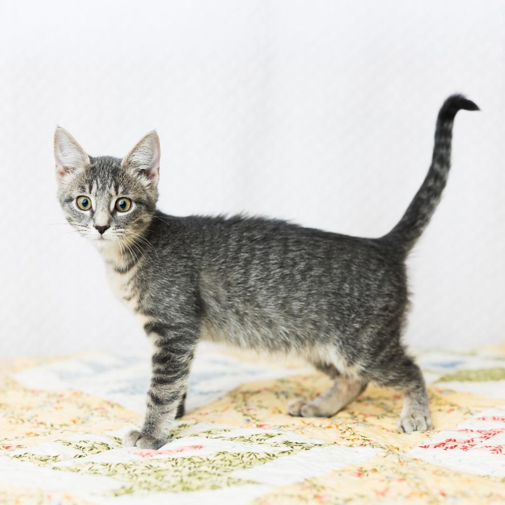 Enlarge Chanell, a Adoptable Domestic Short Hair in St. Paul, MN image 4/4