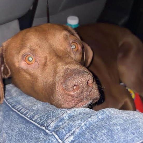 Brutis, adopted, Young Male Coonhound & Chocolate Labrador Retriever.