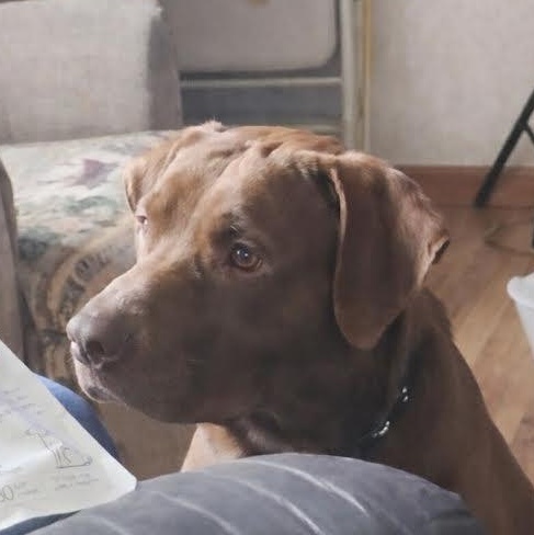 Enlarge Brutis, an adopted mixed breed in Blue Earth, MN image 2/2