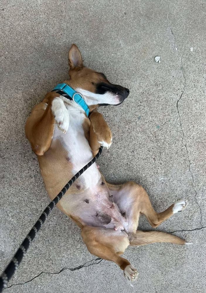 Rosie, Adoptable, Adult Female Cattle Dog & Mixed Breed.