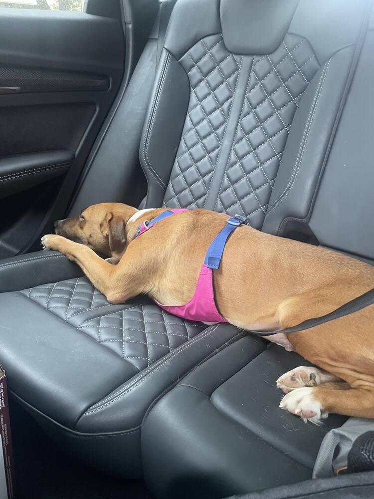 Enlarge Rosie, a Adoptable mixed breed in Saugus, MA image 2/6