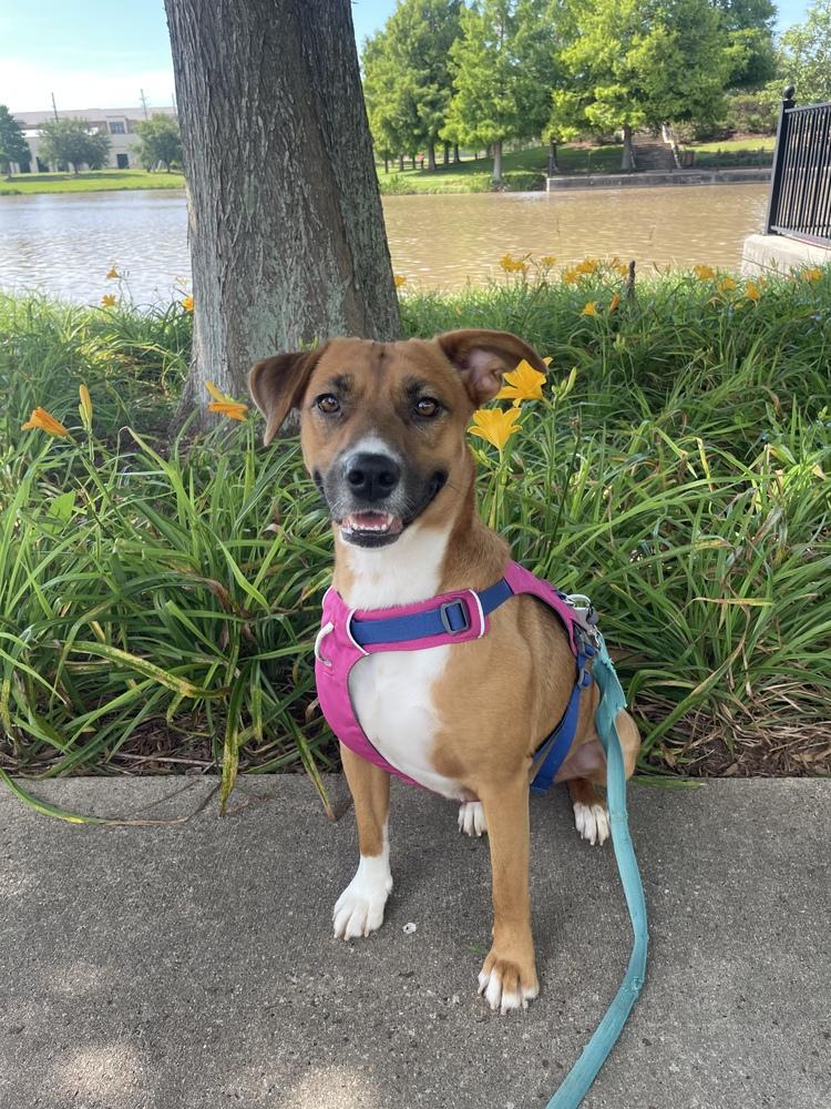 Enlarge Rosie, a Adoptable mixed breed in Saugus, MA image 4/6
