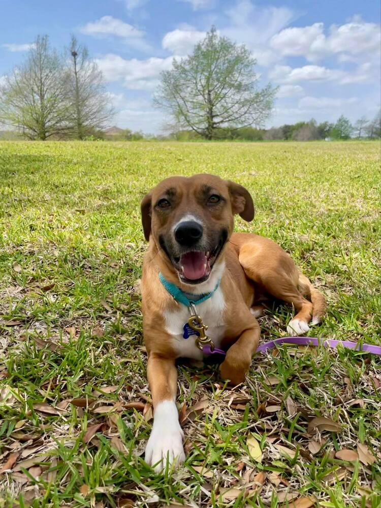 Enlarge Rosie, a Adoptable mixed breed in Saugus, MA image 5/6