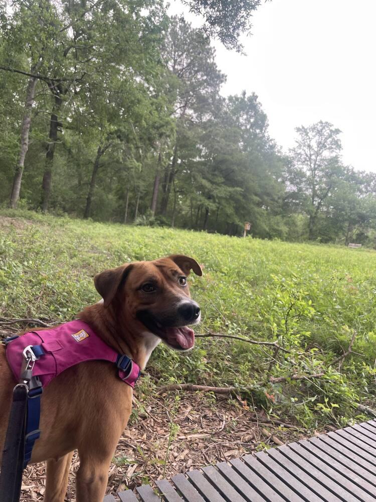 Enlarge Rosie, a Adoptable mixed breed in Saugus, MA image 6/6