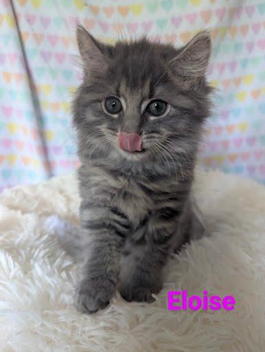 Eloise, Baby Female Domestic Long Hair