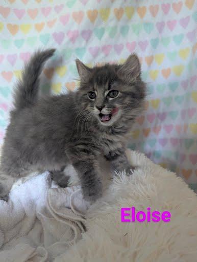 Eloise photo 2