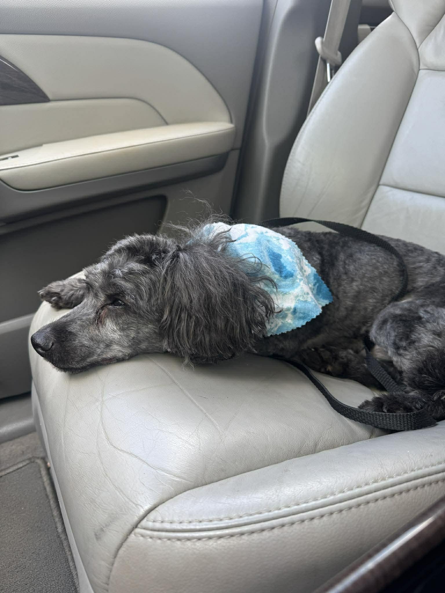 Enlarge Steve, a ADOPTABLE mixed breed in East Point, GA image 2/3