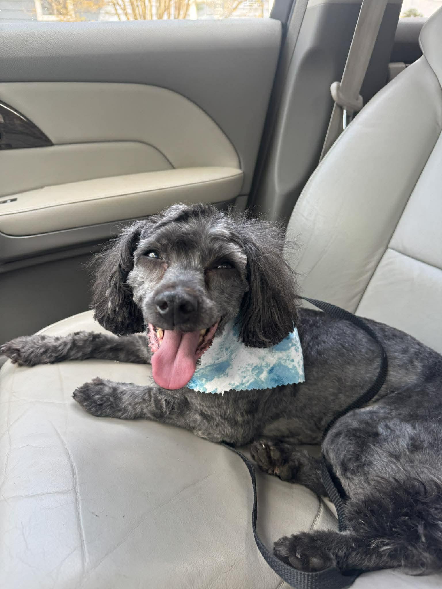 Steve, ADOPTABLE, Adult Male Miniature Poodle.