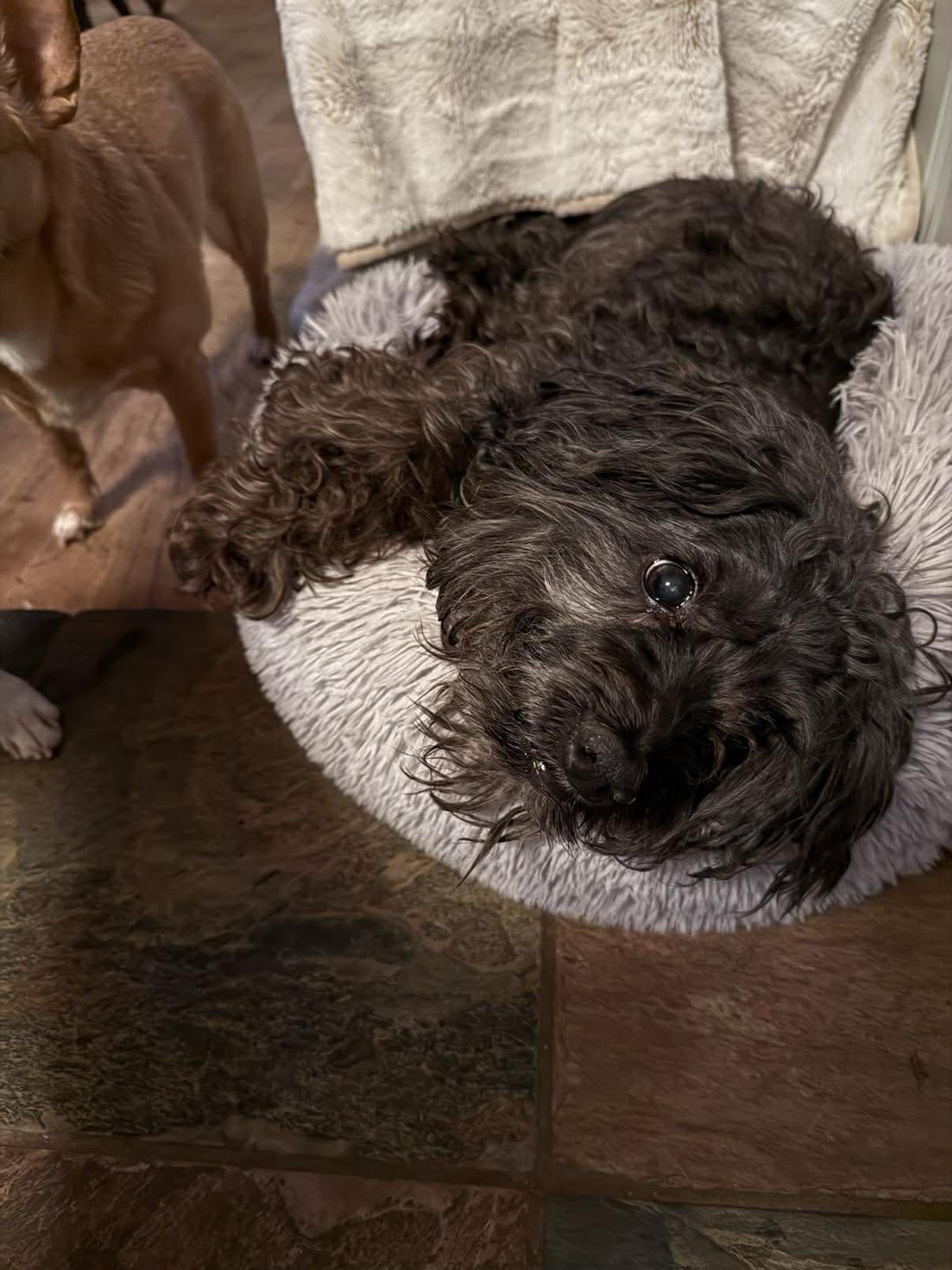 Enlarge Steve, a ADOPTABLE mixed breed in East Point, GA image 3/3