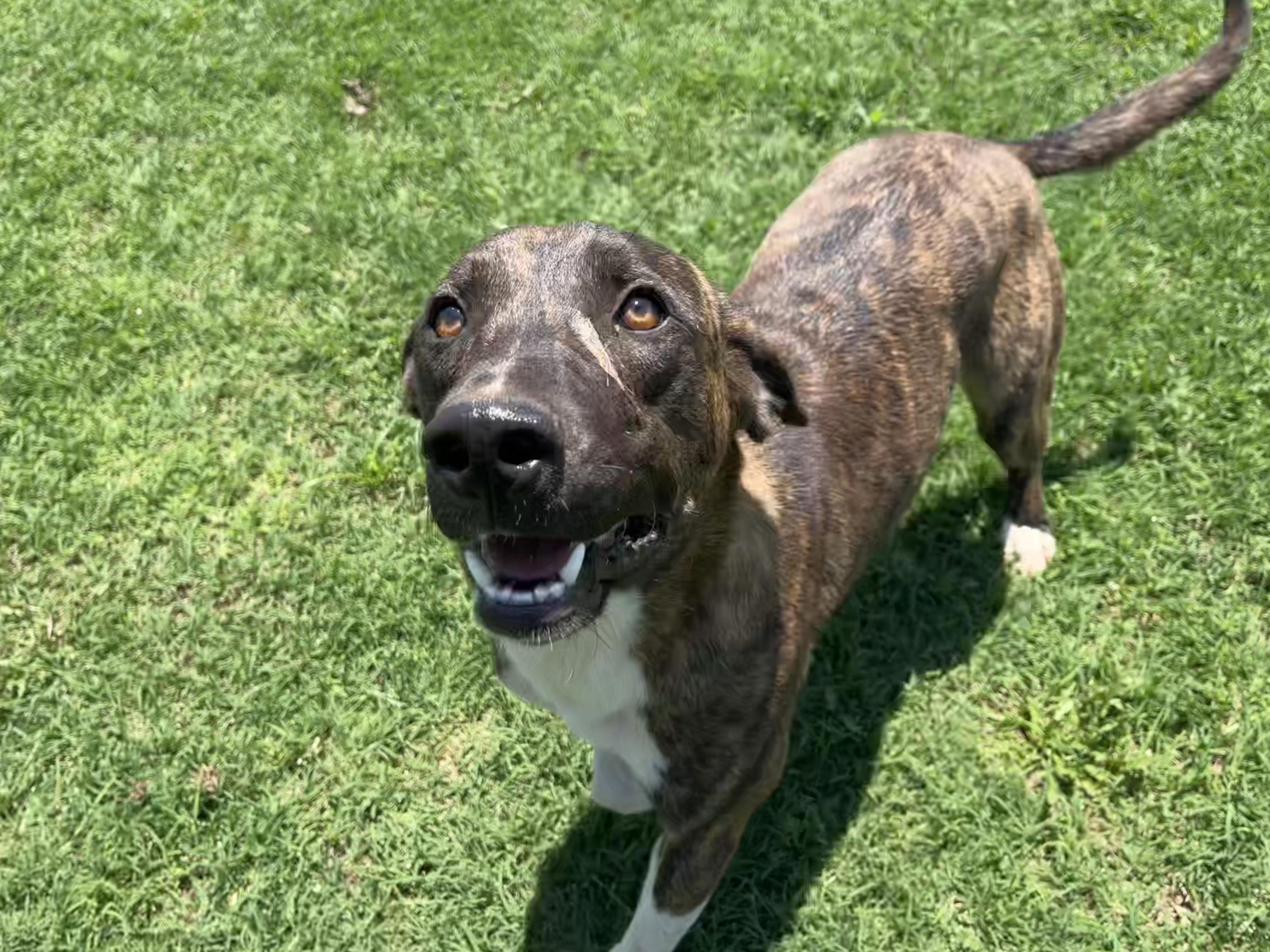 Carlson, Young Male Mixed Breed