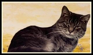 LEBRON, Adoptable, Young Male Domestic Short Hair.