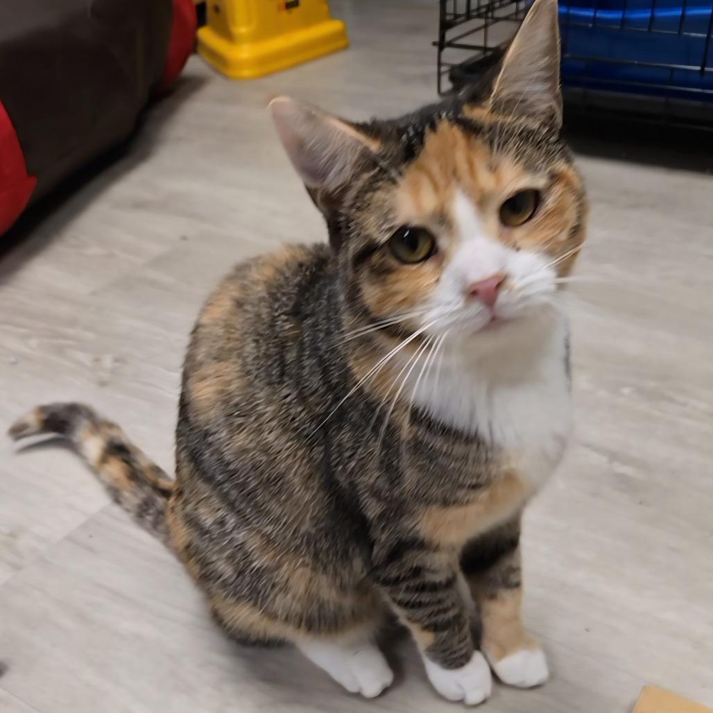 Salsa, Adoptable, Young Female Domestic Short Hair.