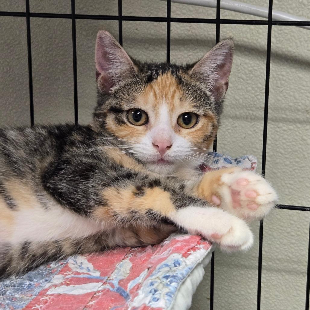 Enlarge Salsa, a Adoptable Domestic Short Hair in Pennsville, NJ image 1/1