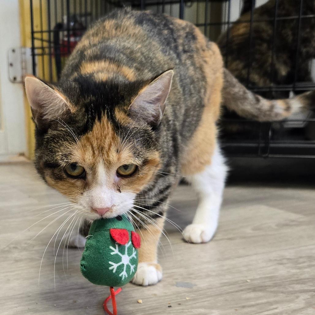 Salsa, a Adoptable Domestic Short Hair in Pennsville, NJ image 3/3