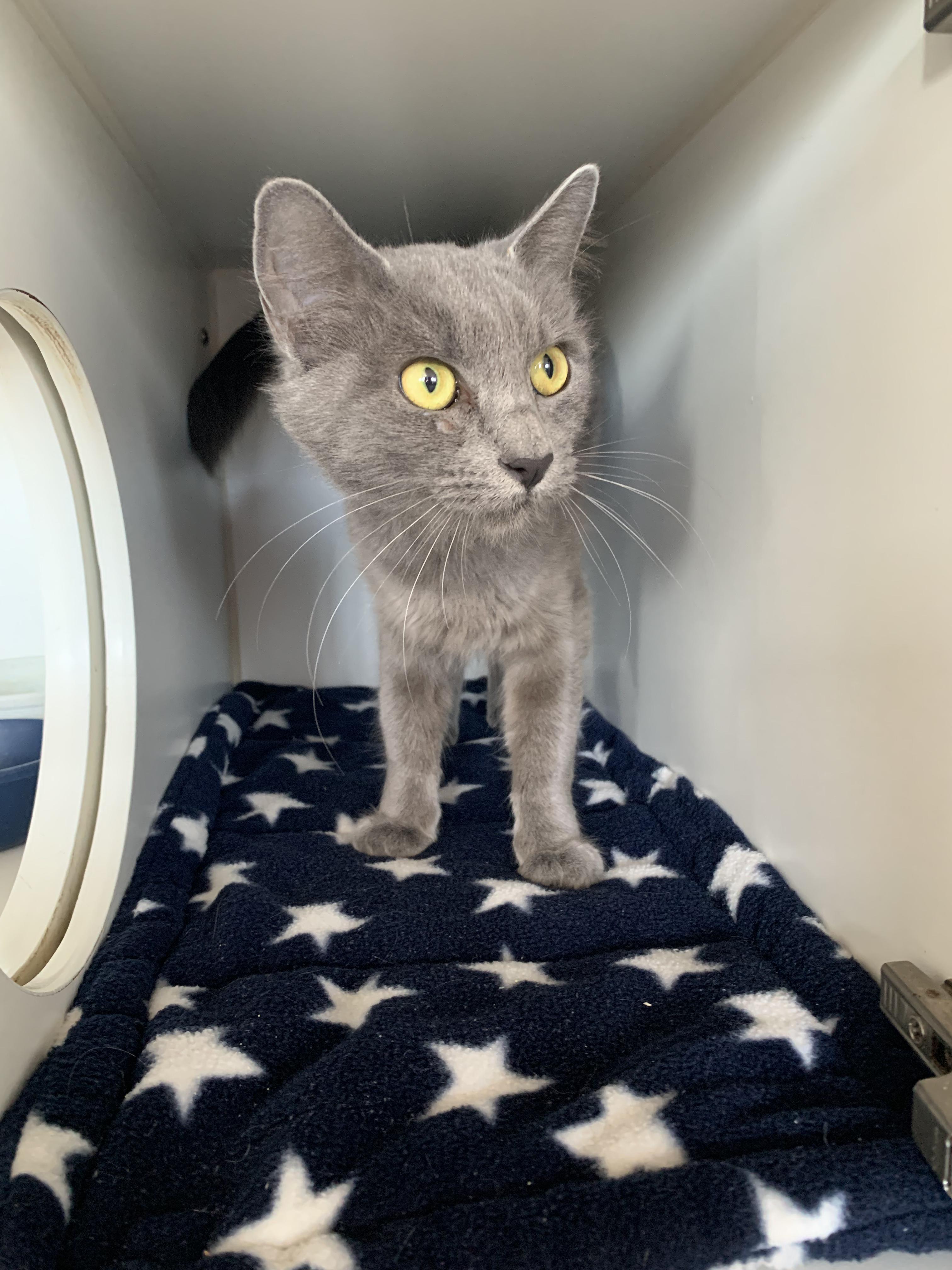 Enlarge Pebble, a Adoptable Domestic Short Hair in Grass Valley, CA image 3/6