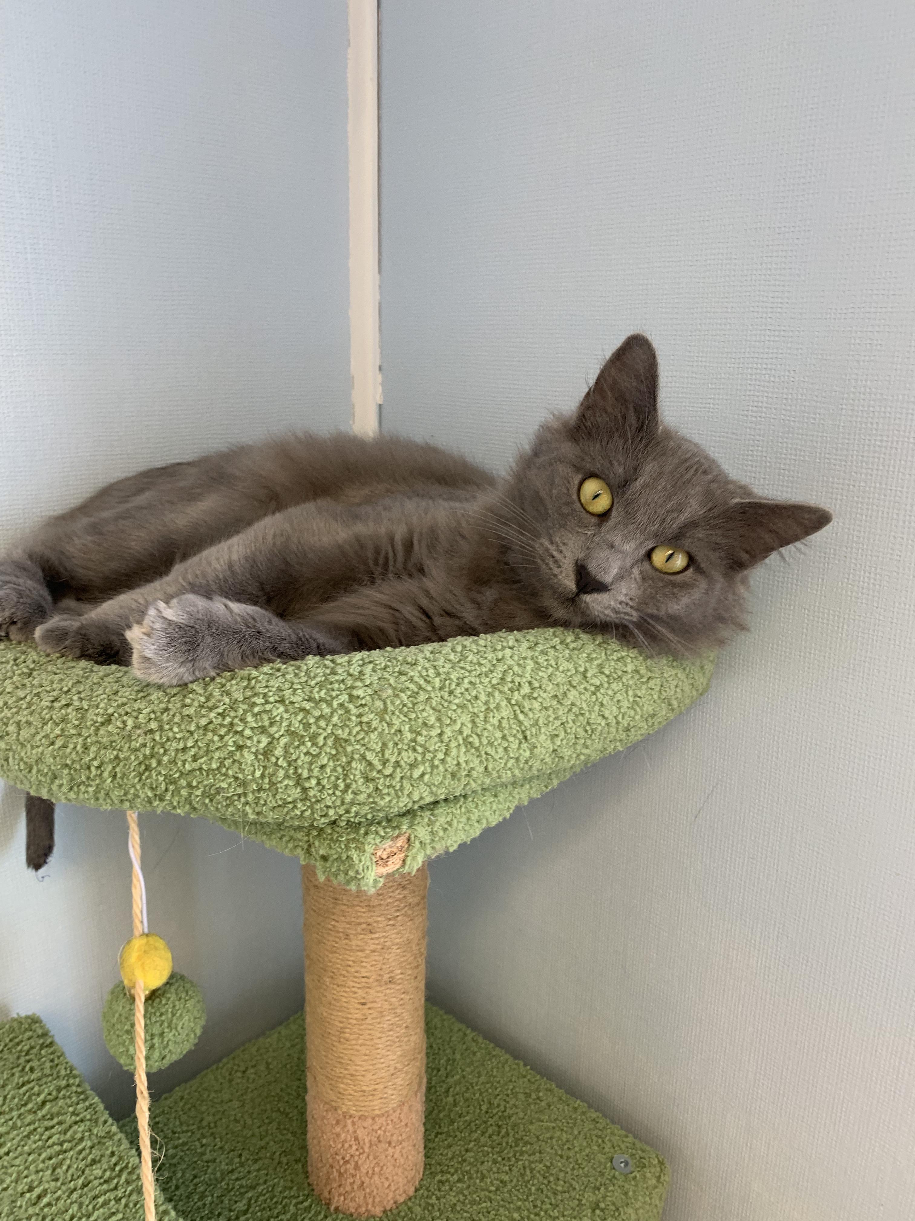 Enlarge Pebble, a Adoptable Domestic Short Hair in Grass Valley, CA image 2/6