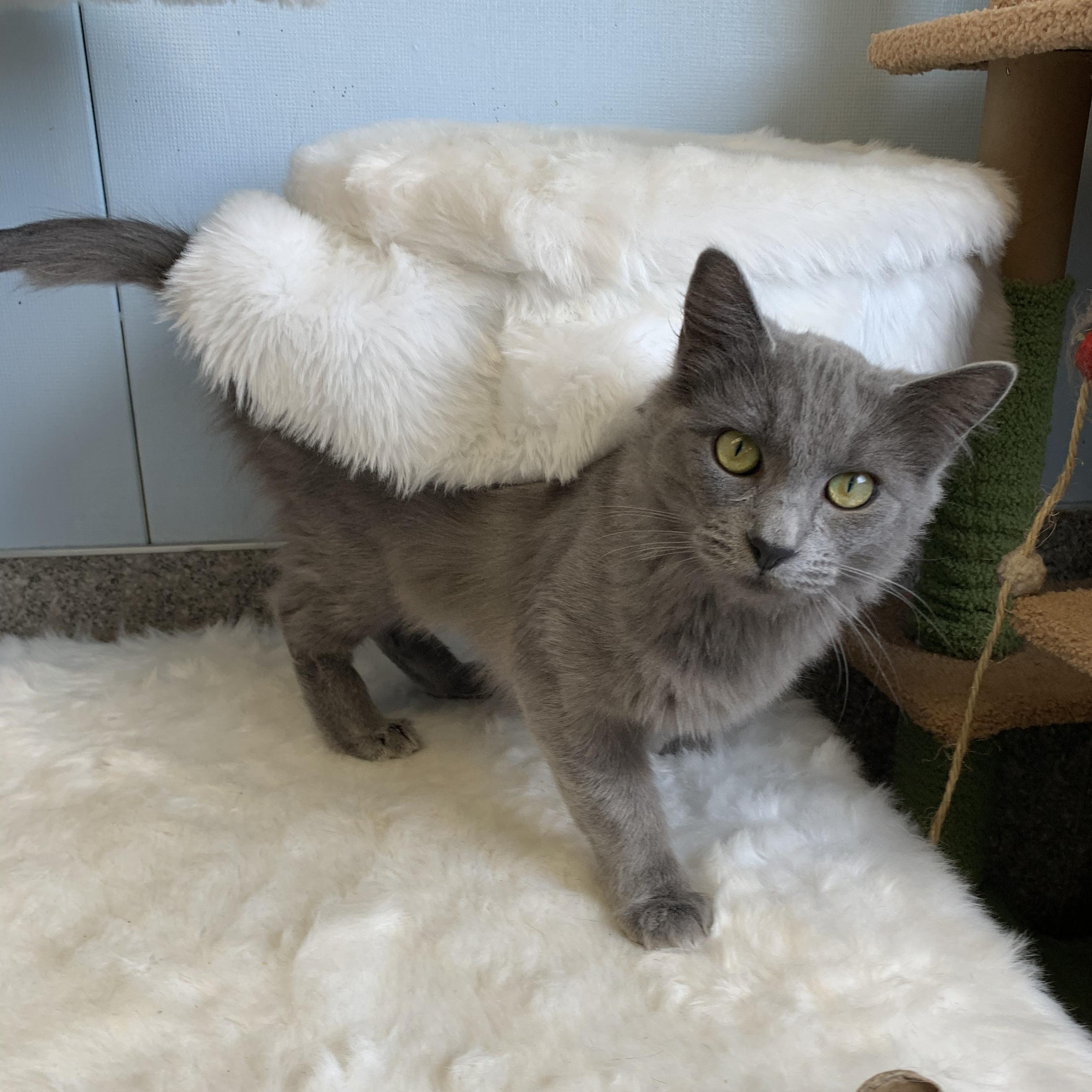 Enlarge Pebble, a Adoptable Domestic Short Hair in Grass Valley, CA image 1/6