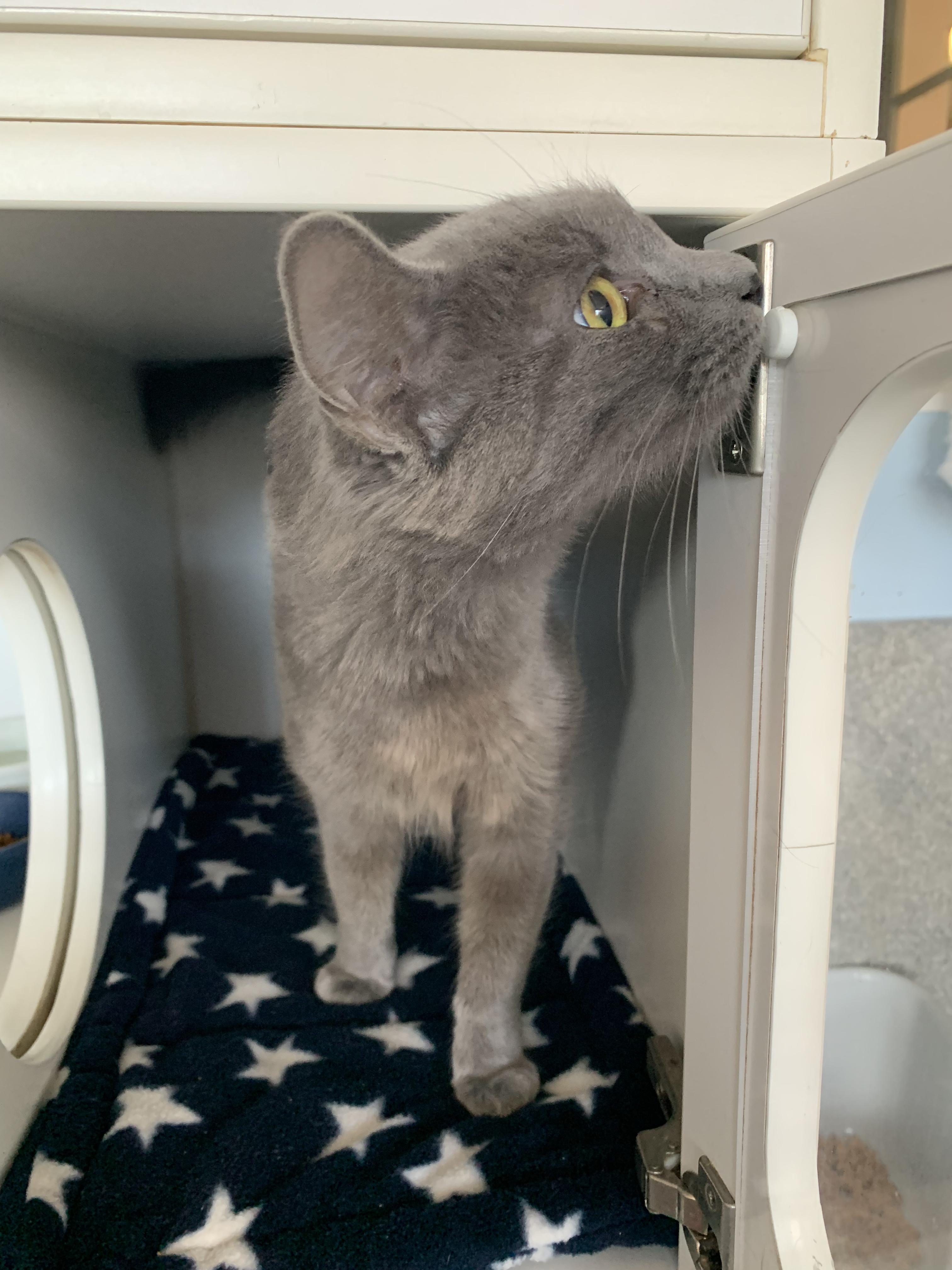 Enlarge Pebble, a Adoptable Domestic Short Hair in Grass Valley, CA image 4/6