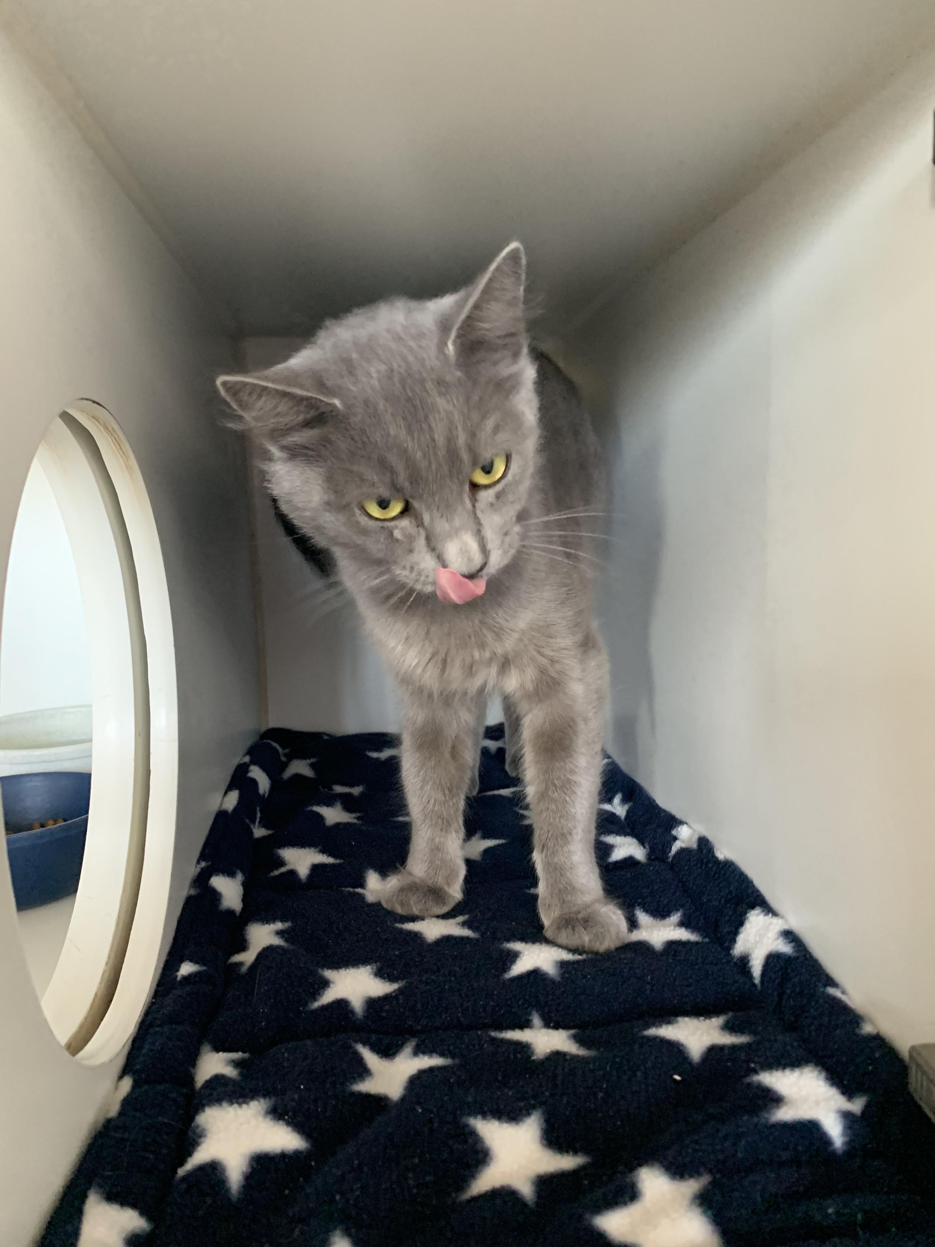 Enlarge Pebble, a Adoptable Domestic Short Hair in Grass Valley, CA image 6/6