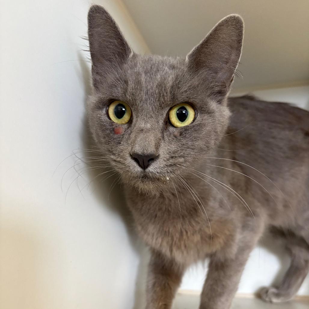 Enlarge Pebble, a Adoptable Domestic Short Hair in Grass Valley, CA image 1/6