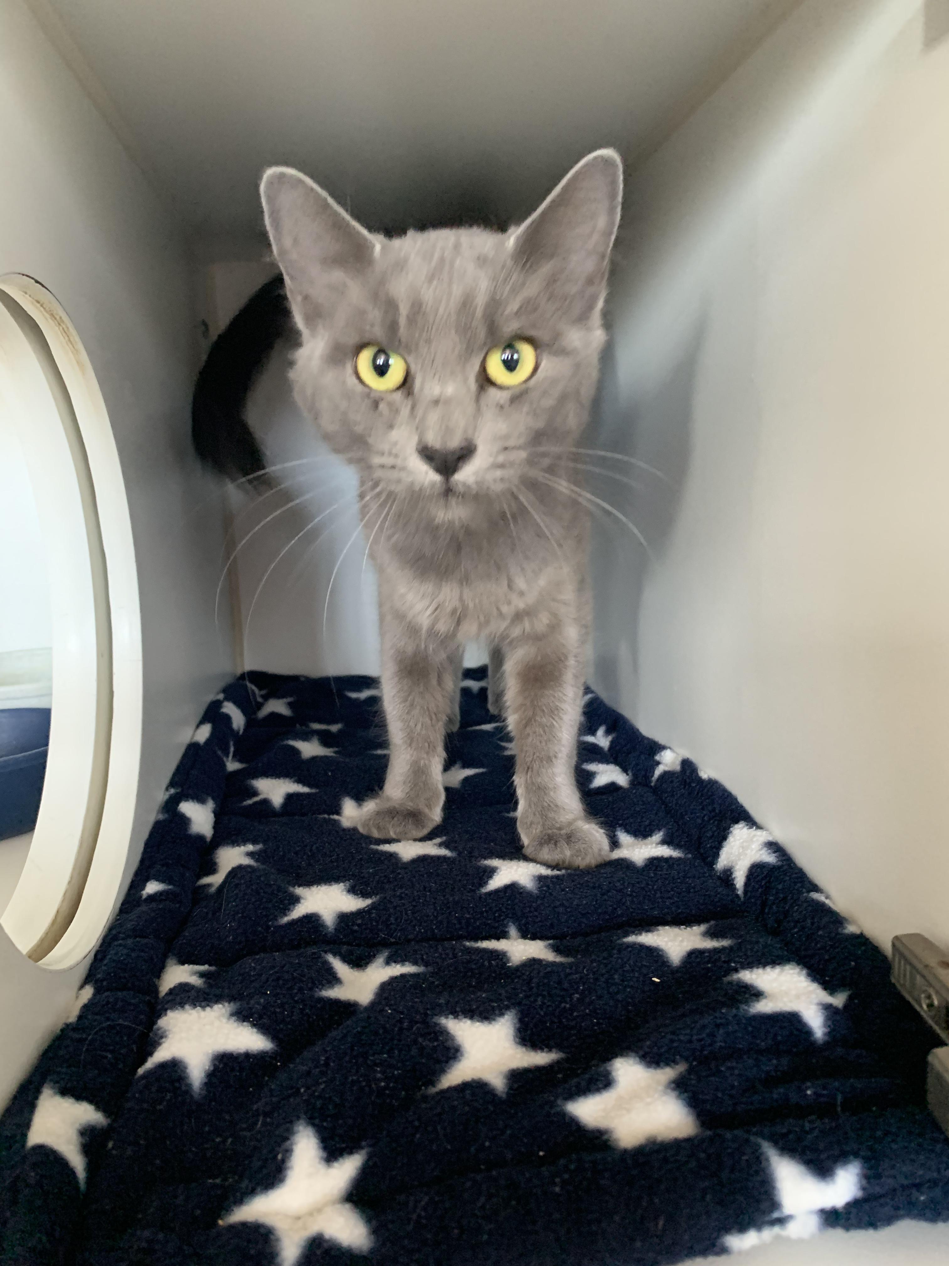 Enlarge Pebble, a Adoptable Domestic Short Hair in Grass Valley, CA image 5/6
