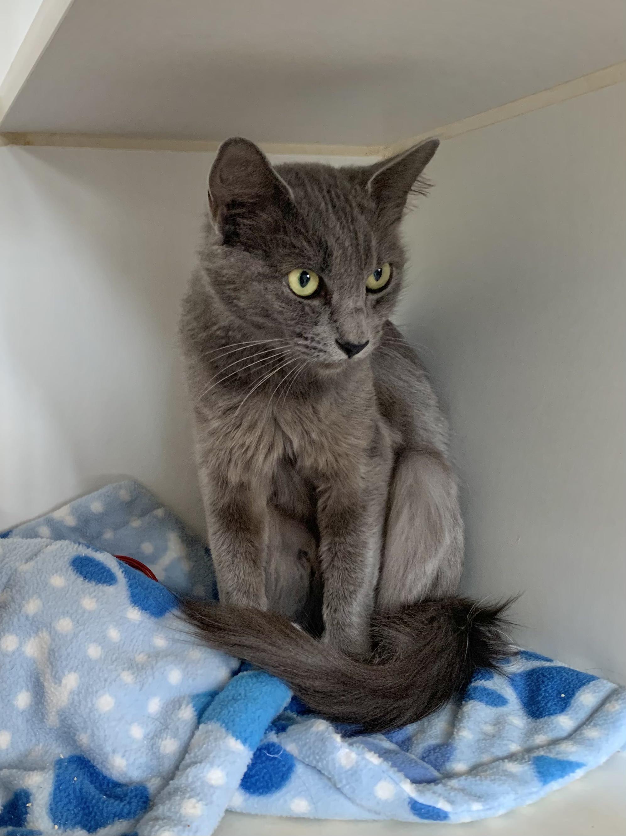 Enlarge Pebble, a Adoptable Domestic Short Hair in Grass Valley, CA image 2/6