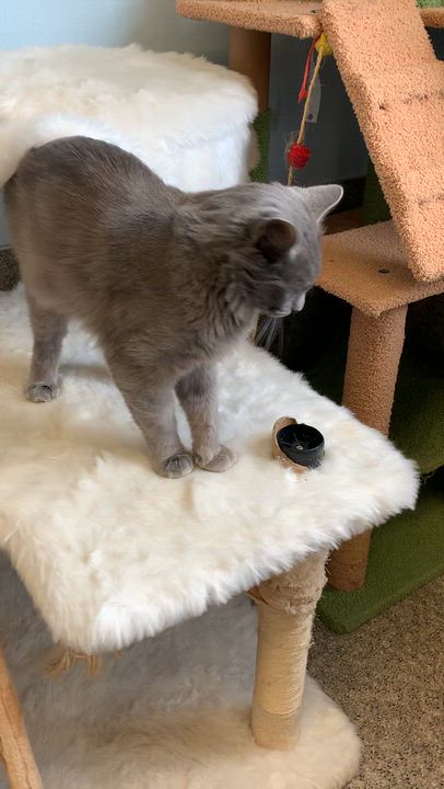 Enlarge Pebble, a Adoptable Domestic Short Hair in Grass Valley, CA video 6/6