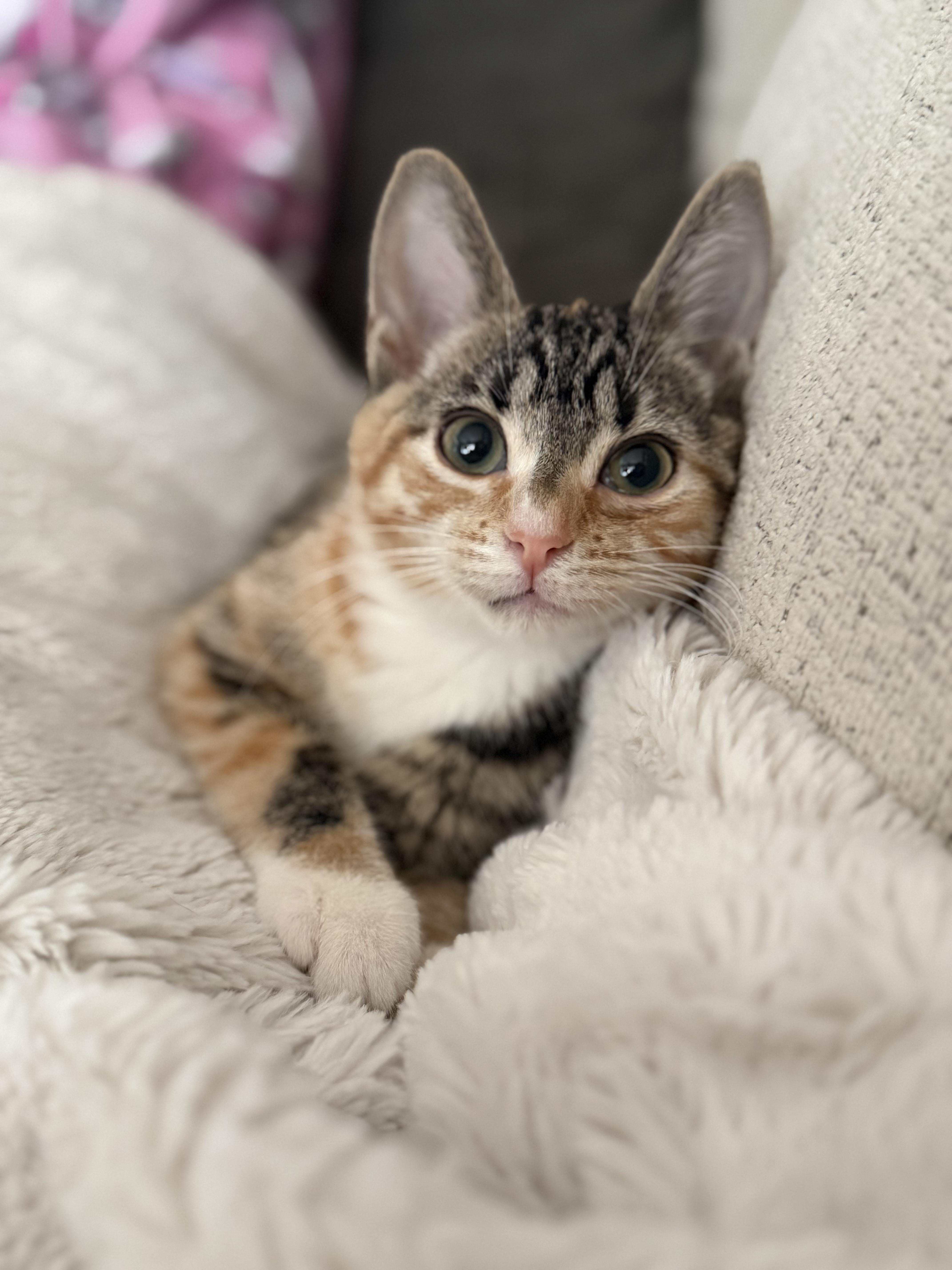Enlarge Birdie, a ADOPTABLE Domestic Short Hair in Brampton, ON image 5/6