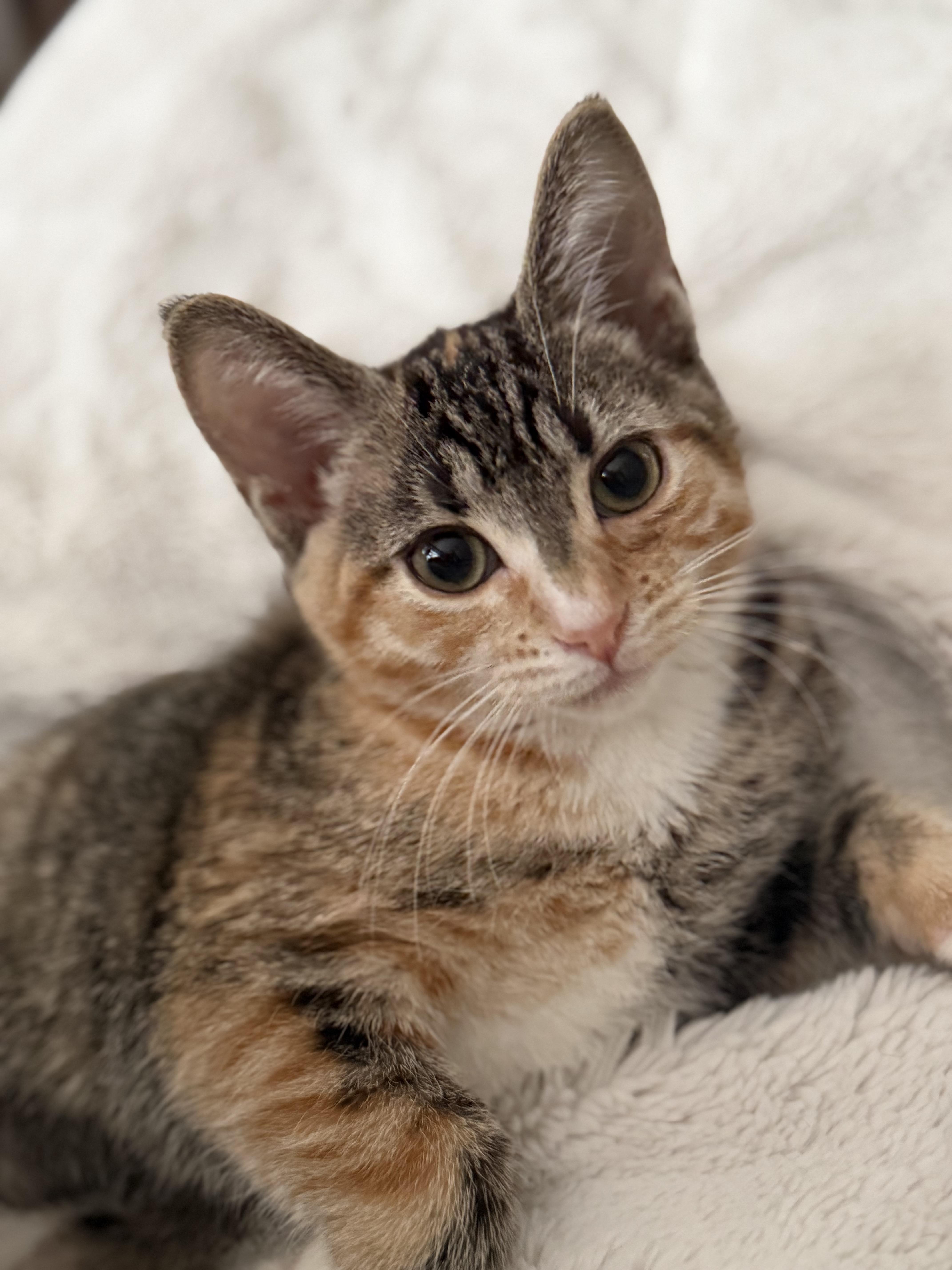 Enlarge Birdie, a ADOPTABLE Domestic Short Hair in Brampton, ON image 2/6